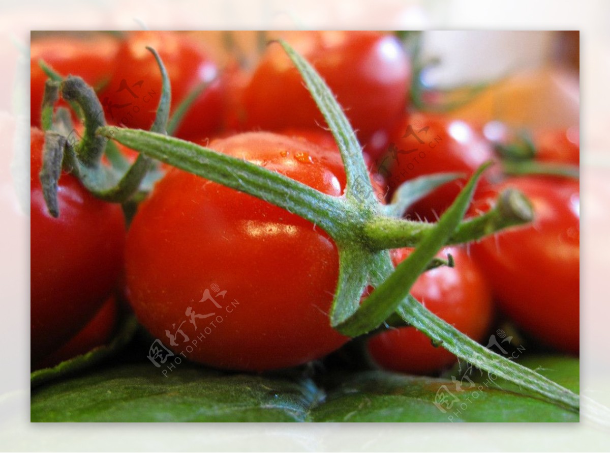 蕃茄紅图片