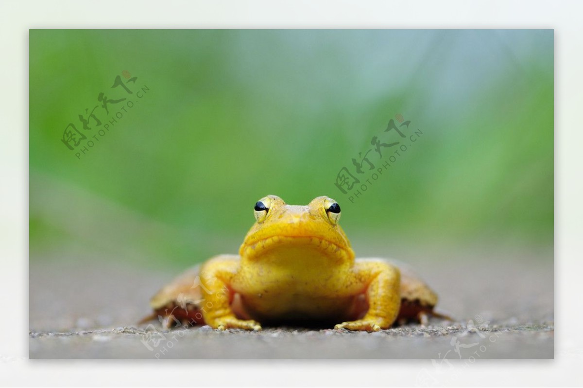 金色青蛙图片