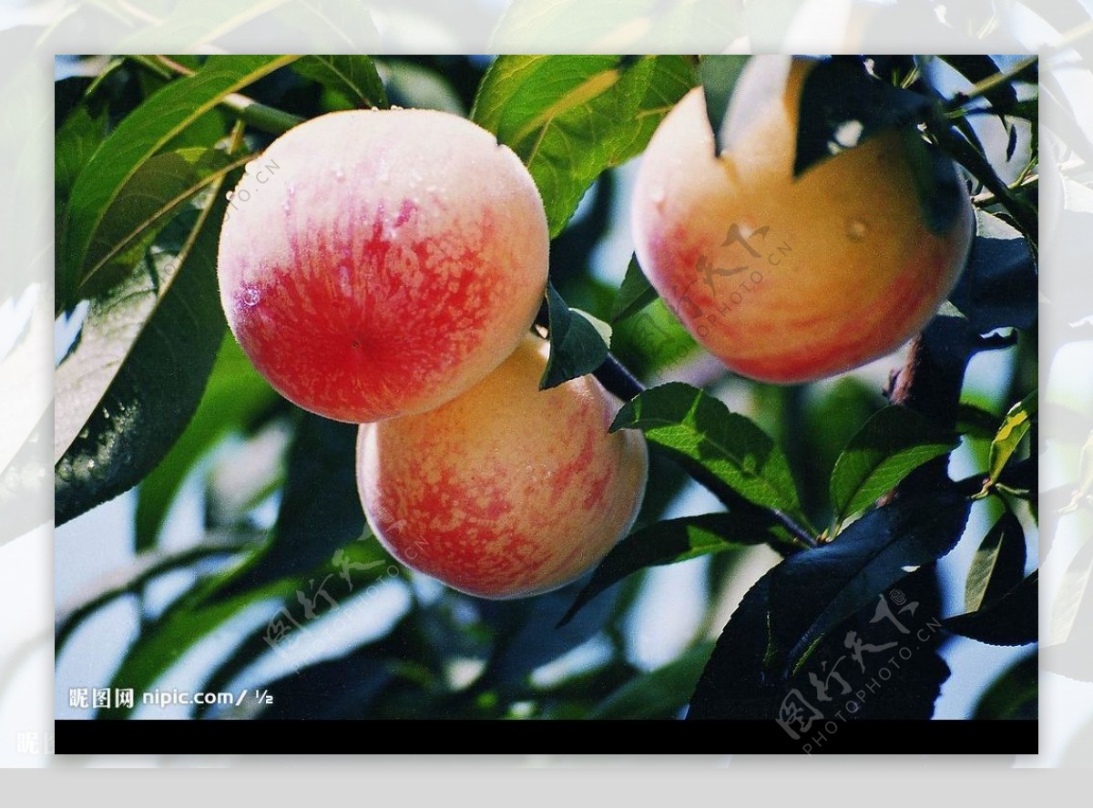 两个完整水蜜桃和切开的水蜜桃在白底上_站酷海洛_正版图片_视频_字体_音乐素材交易平台_站酷旗下品牌