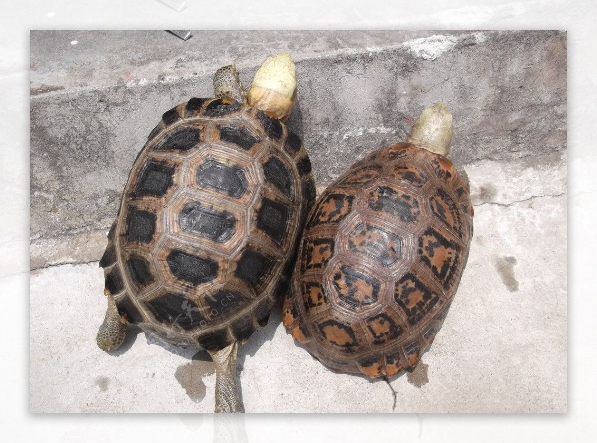 缅甸陆龟图片