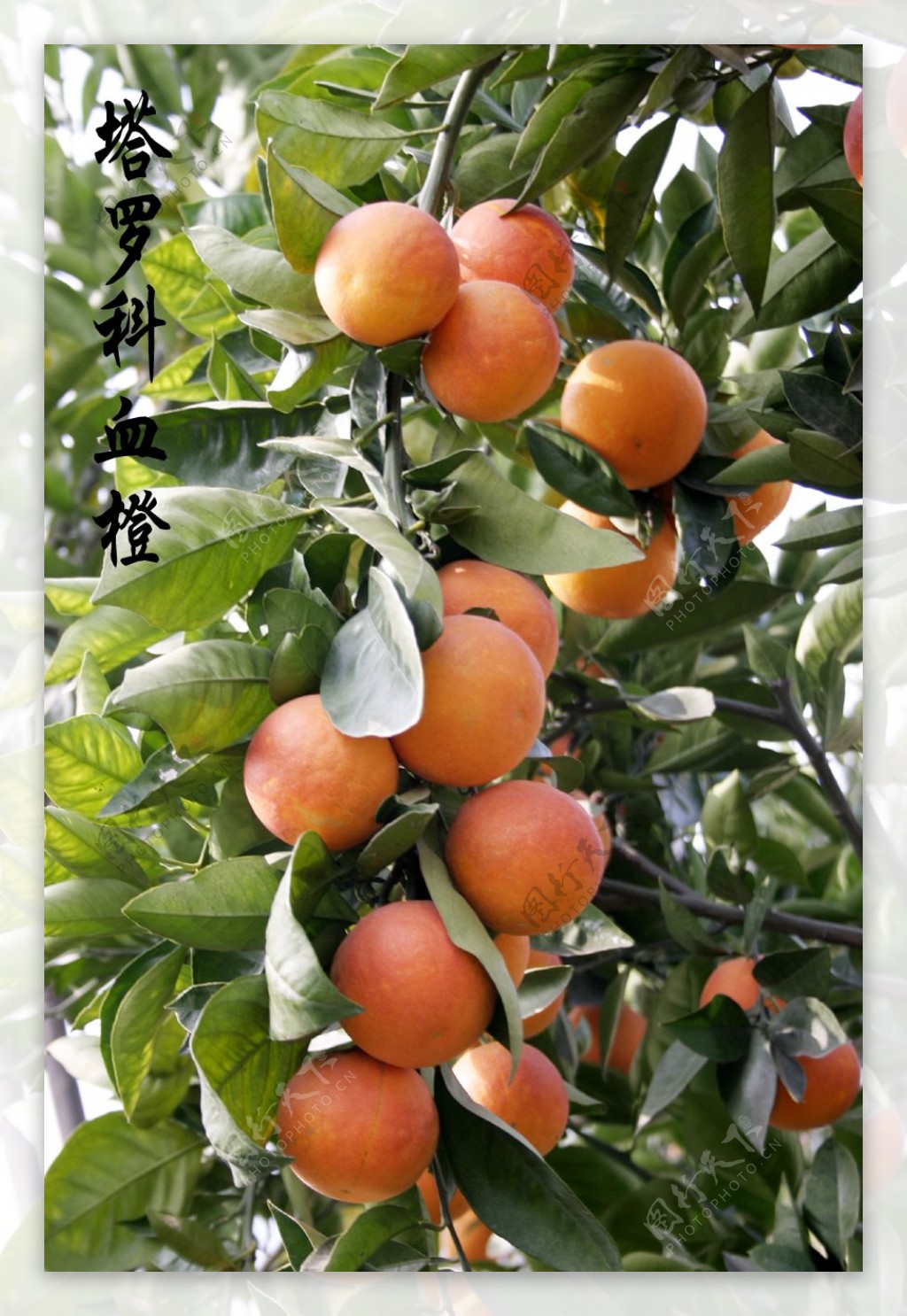 塔罗科血橙图片