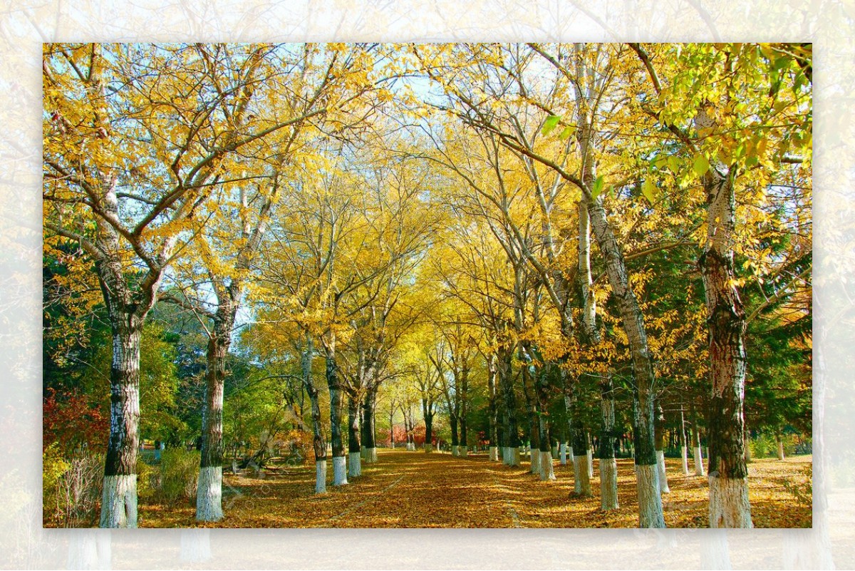 秋天的林荫大道图片