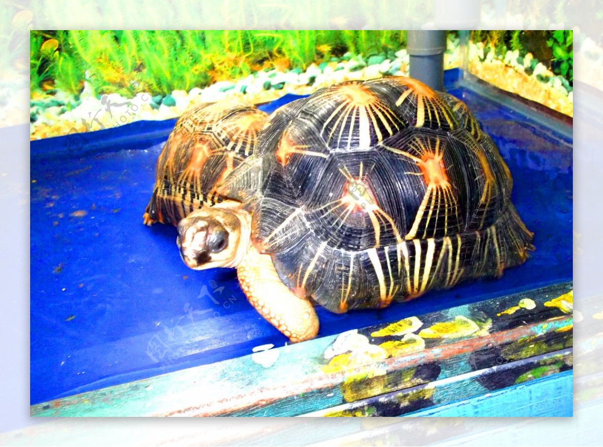 宁波海洋世界乌龟图片