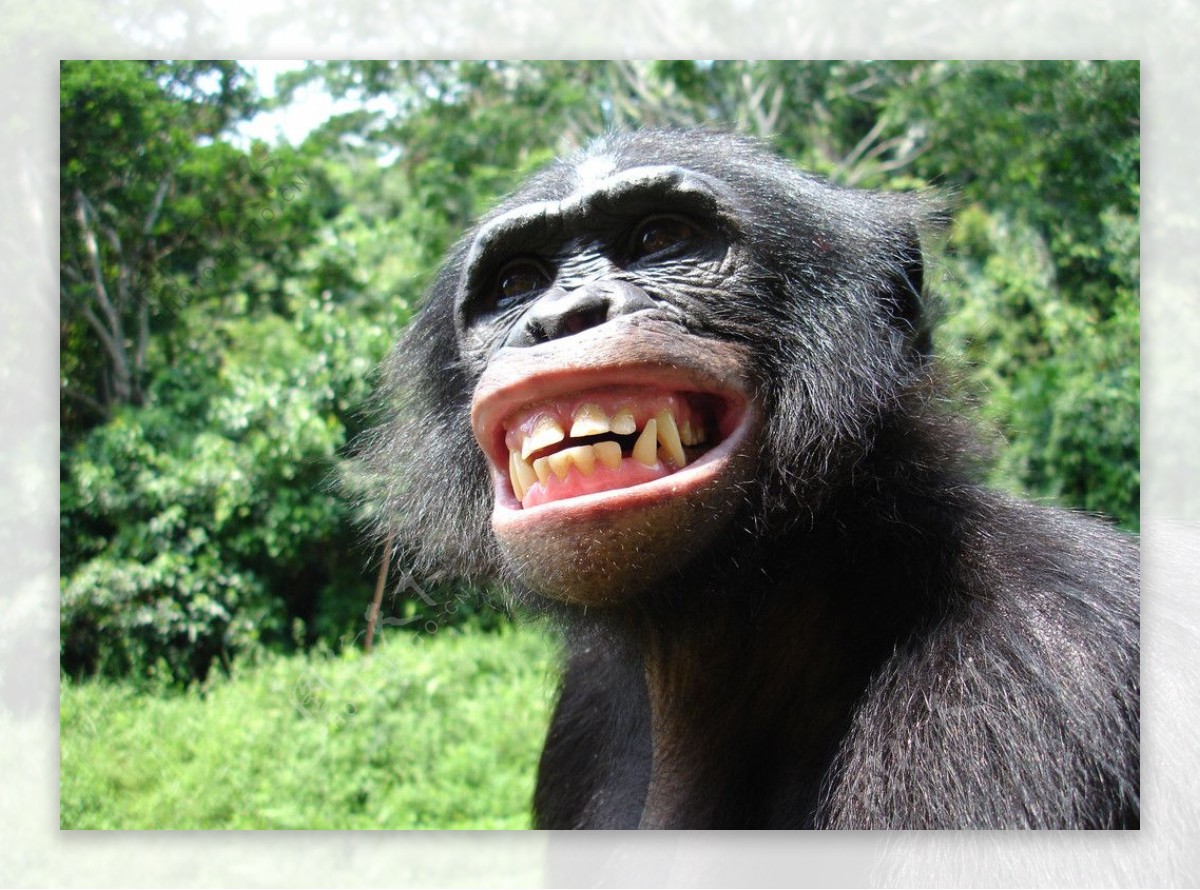 呲牙的黑猩猩图片