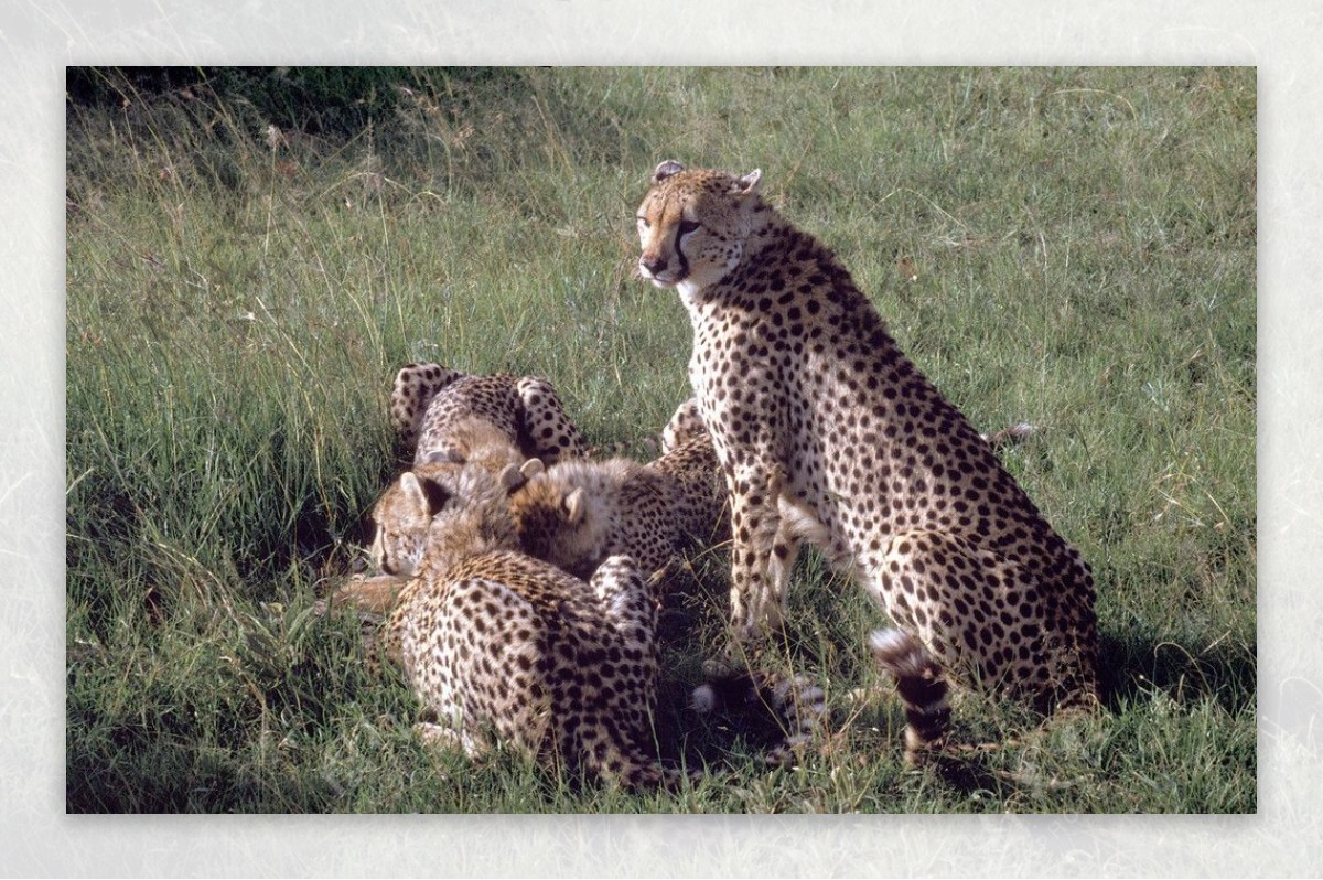 非洲草原奔跑猎豹高清图片下载