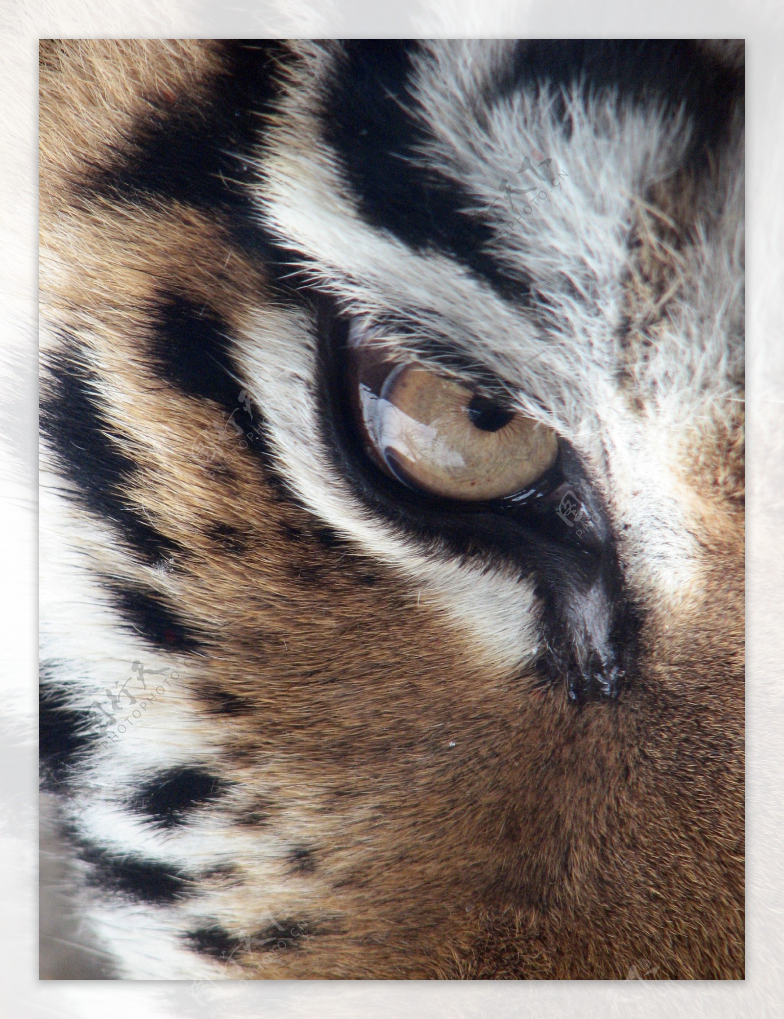 老虎眼睛图片