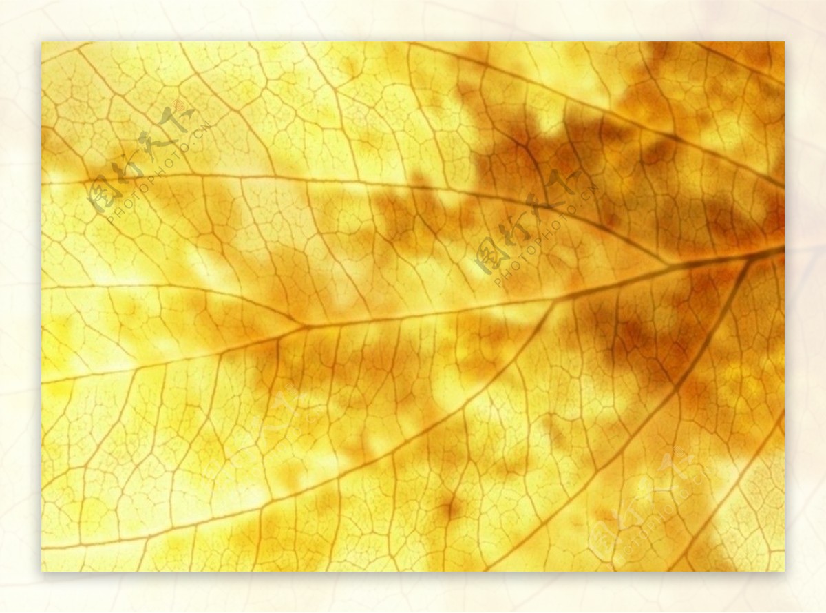 黄色葉脈油畫底紋图片