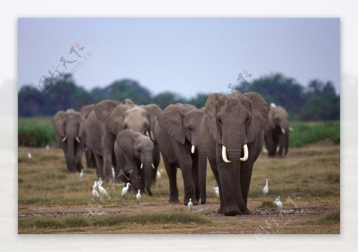 动物世界大象大象群非洲图片