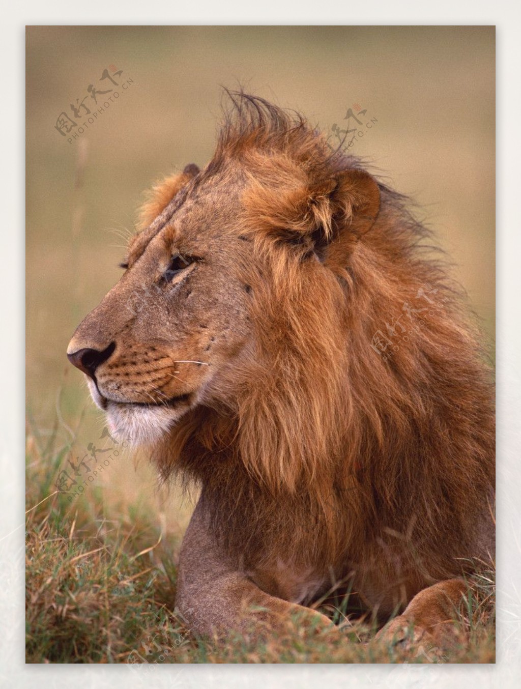 雄狮狮子动物表情野生动物图片