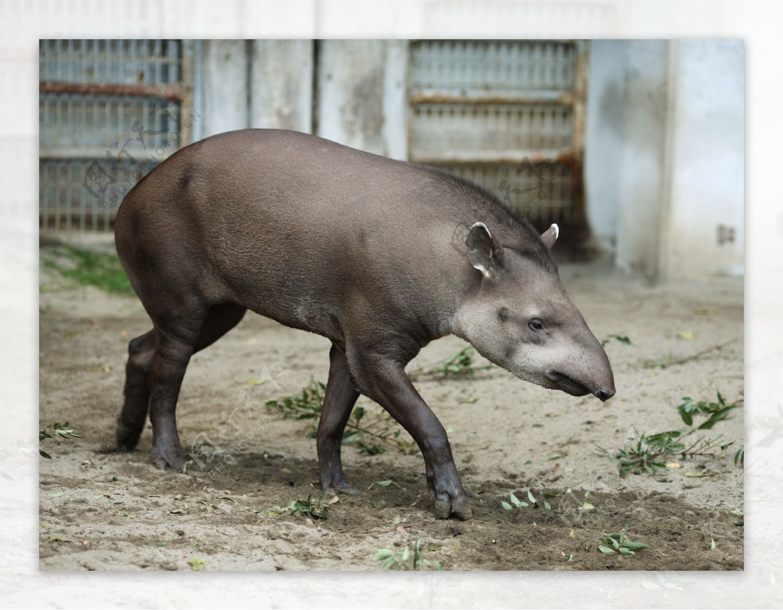 南美貘图片