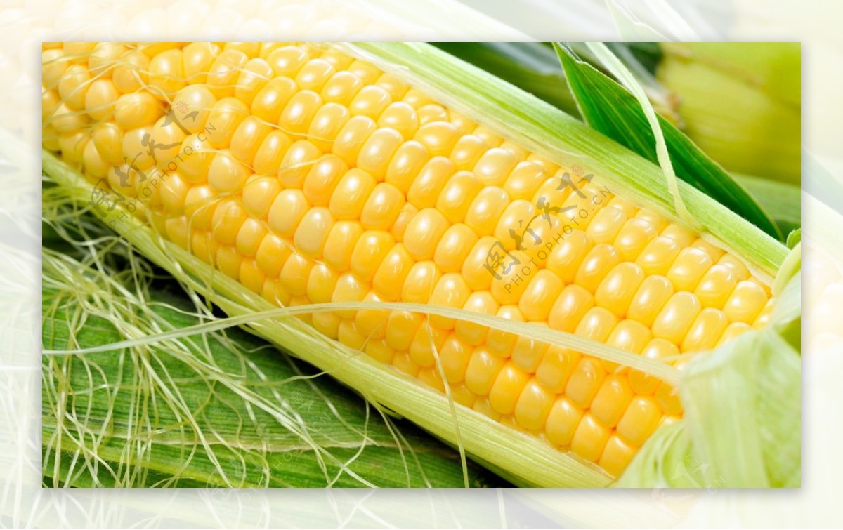 高清玉米图片