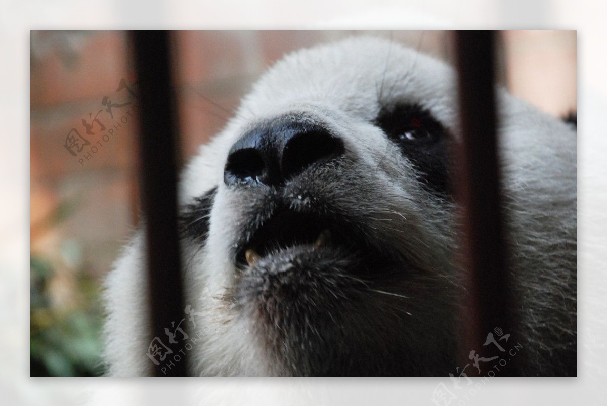 笼中大熊猫眼神图片