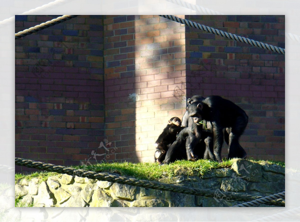 黑猩猩家族图片