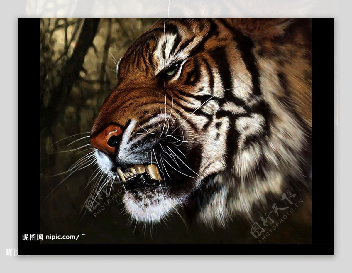 野生动物虎头像白牙斑纹丛林图片