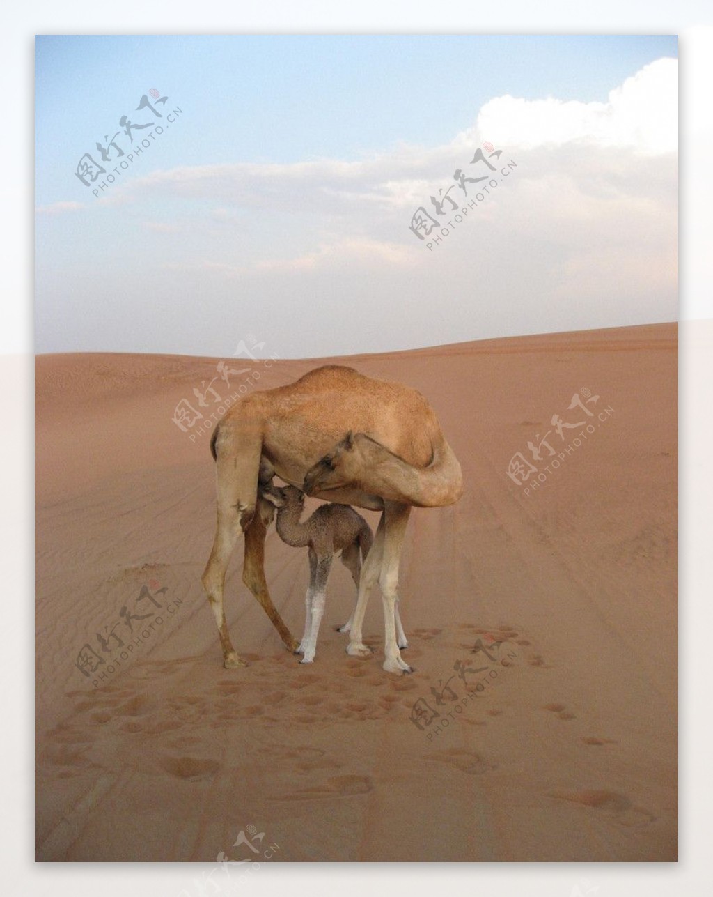 单峰骆驼图片