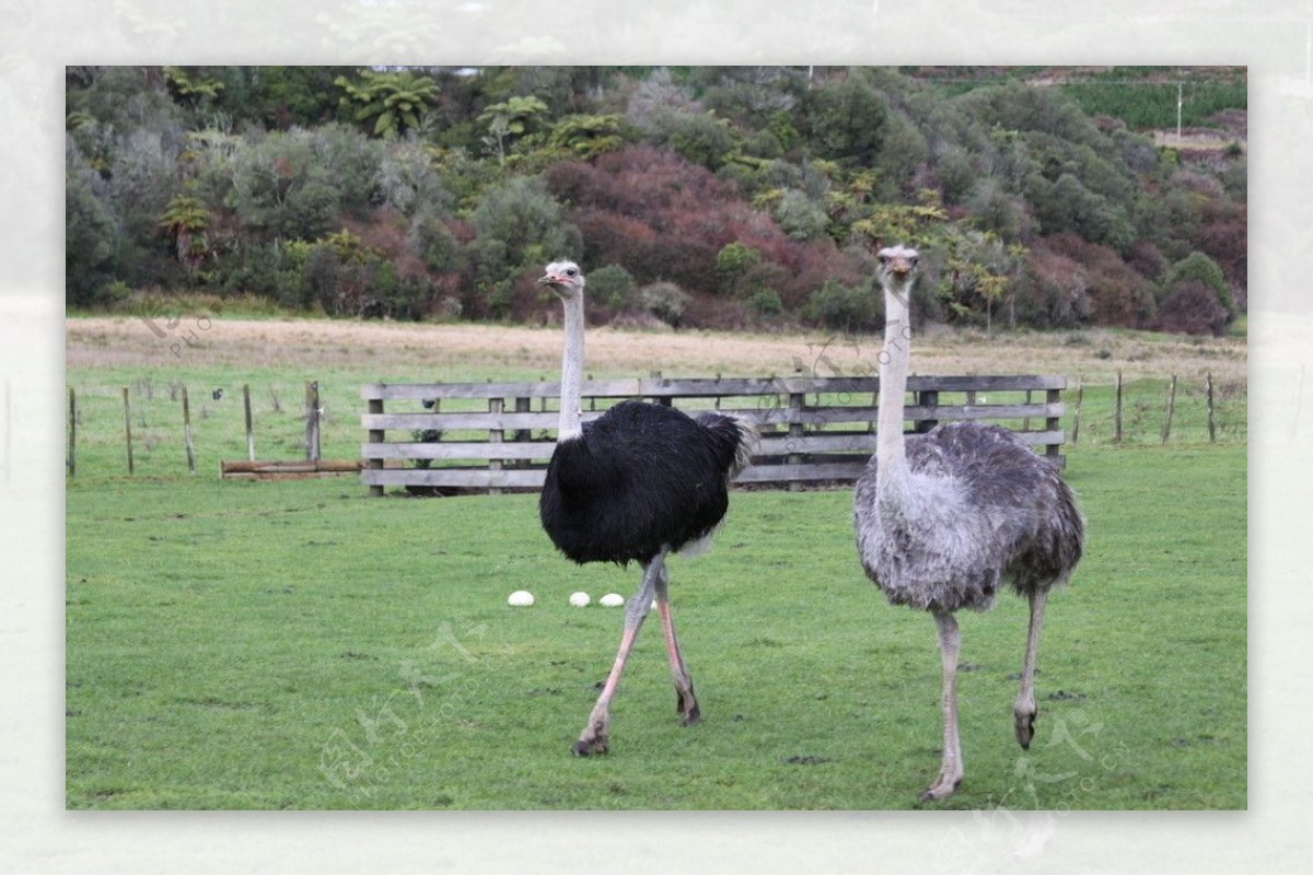 新西兰农场鸵鸟图片