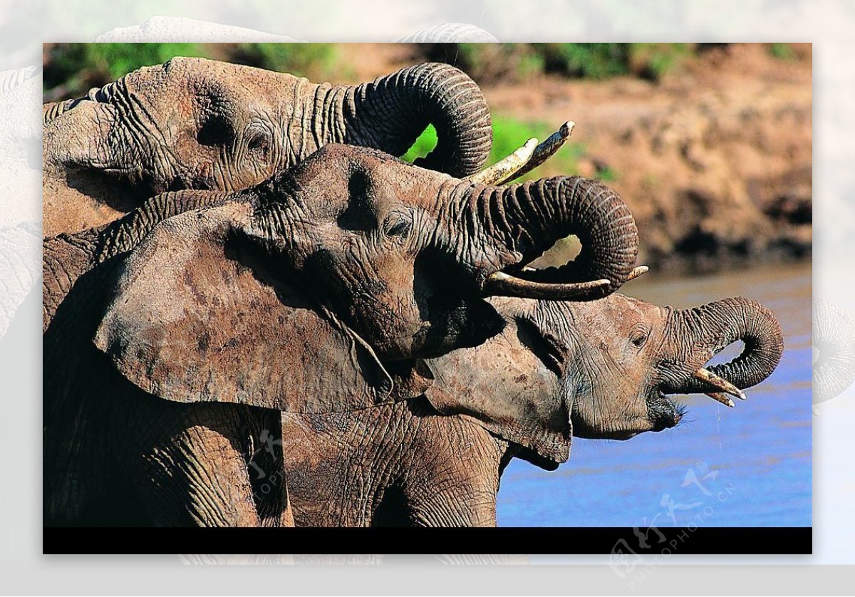 大象喝水图片