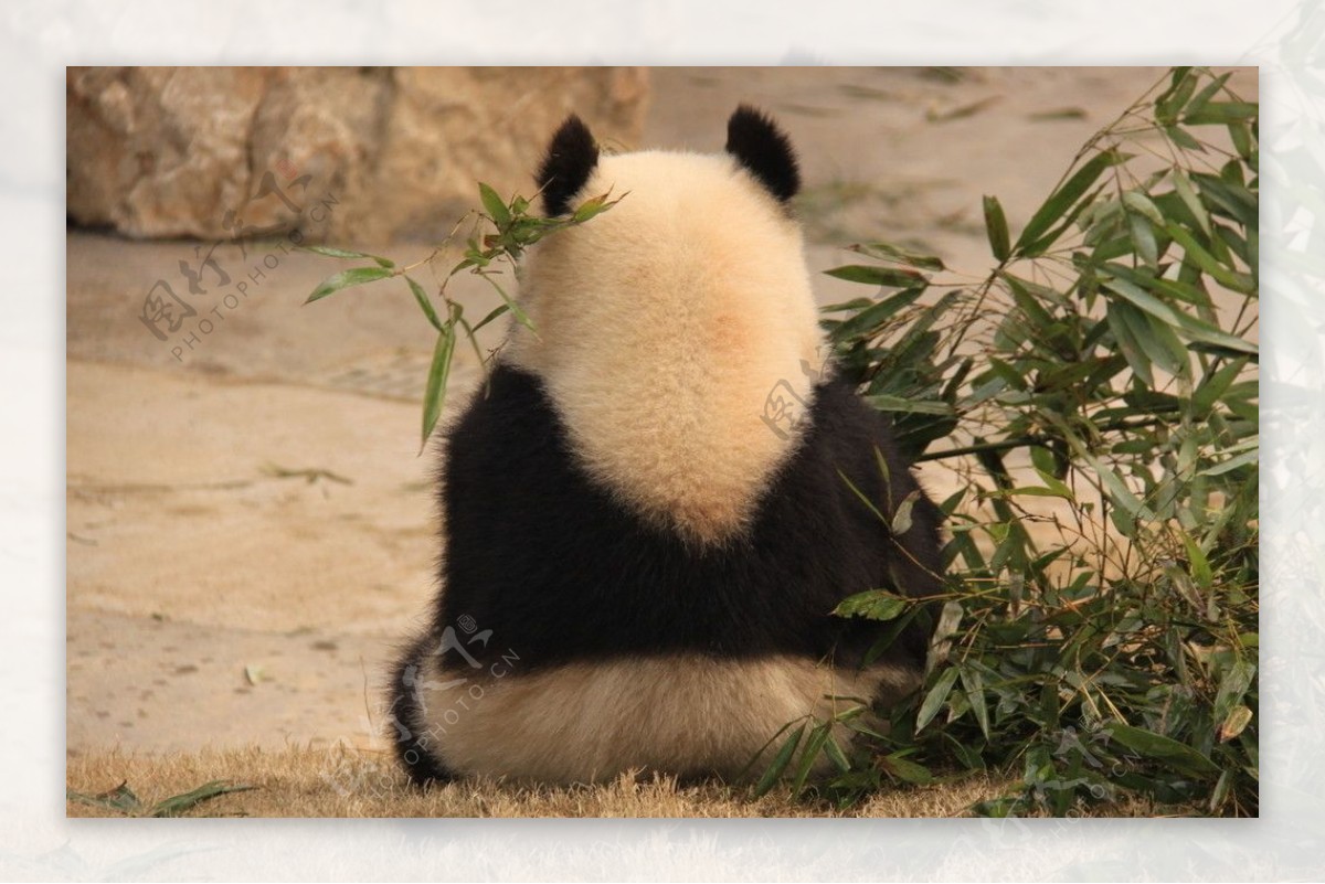 背对着的啃竹子的熊猫图片