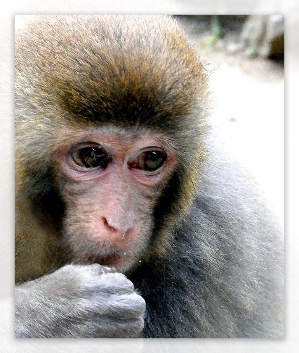 猕猴脸谱图片