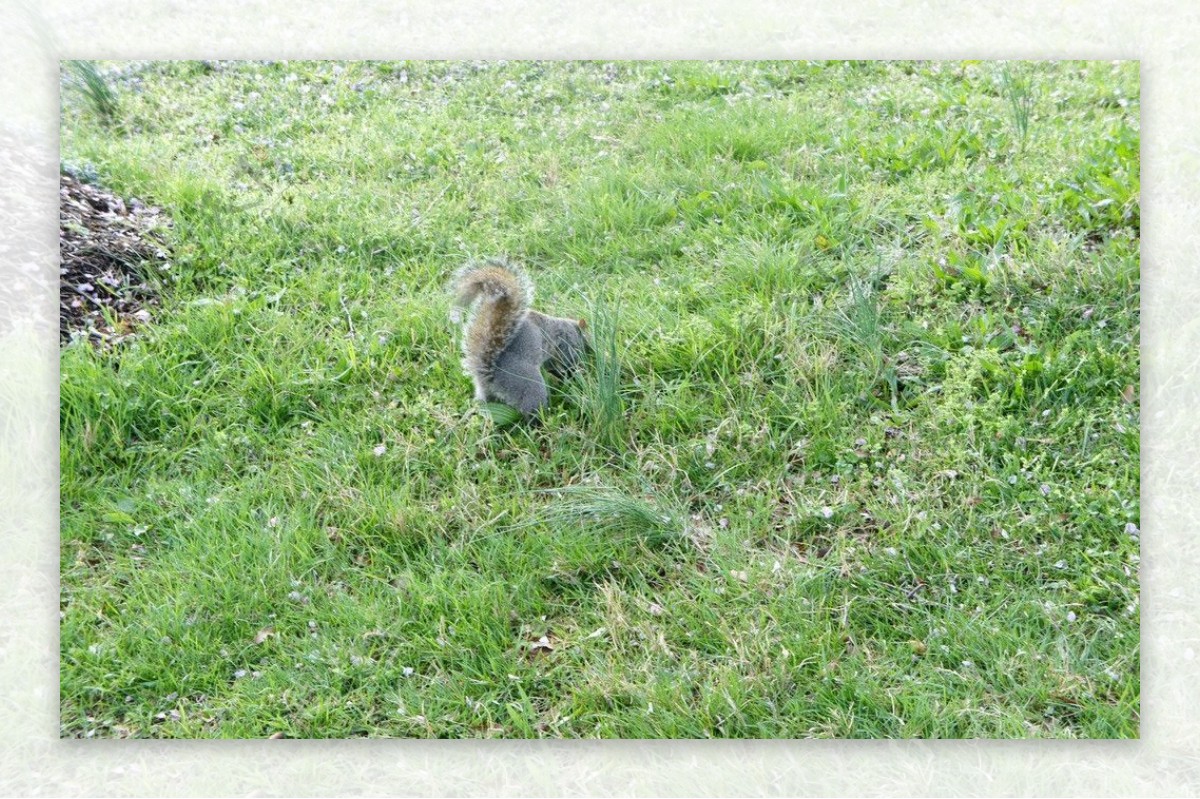 草地松鼠图片