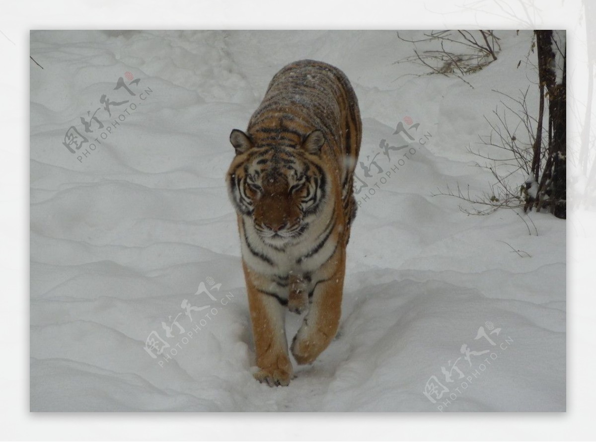 雪中的老虎图片