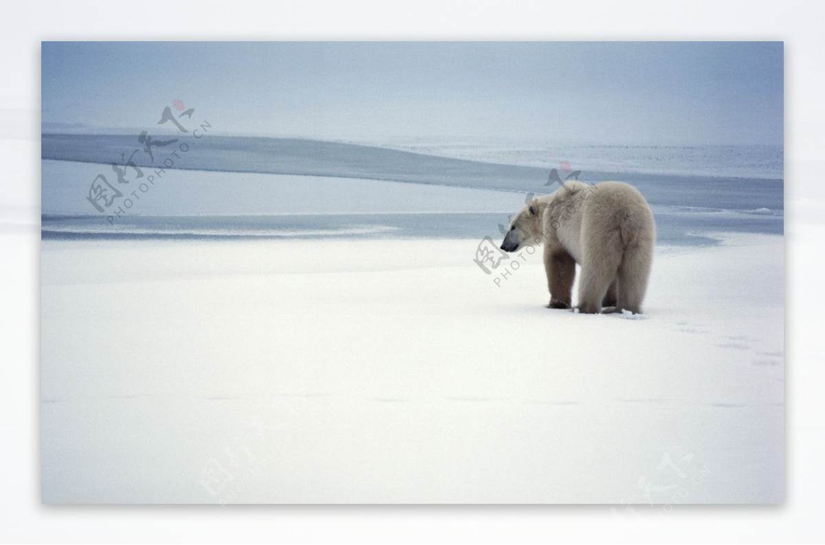 孤单的北极熊图片