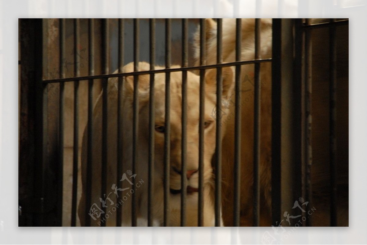母狮 动物 哺乳动物 - Pixabay上的免费照片 - Pixabay