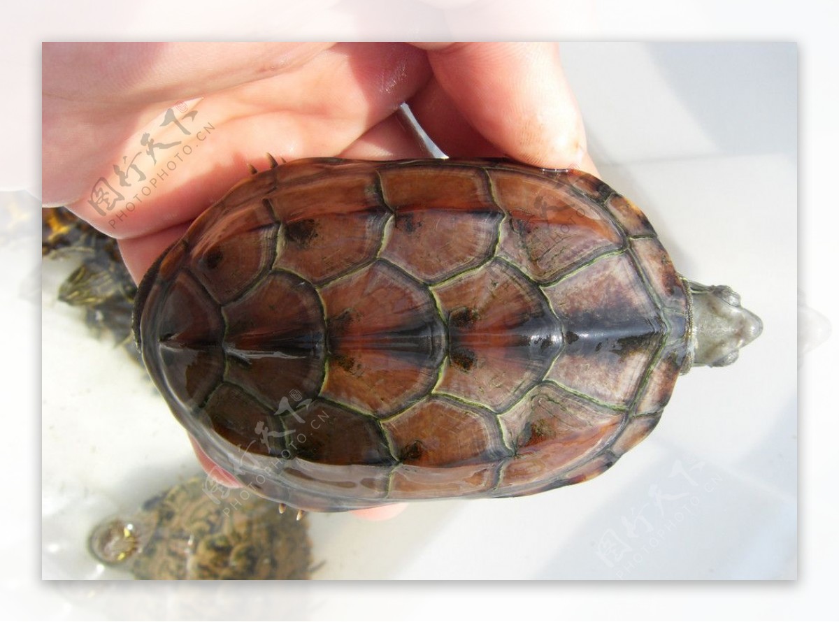 草龟水龟爬行动物图片