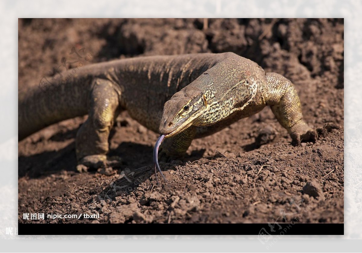 澳洲巨蜥2米长图片