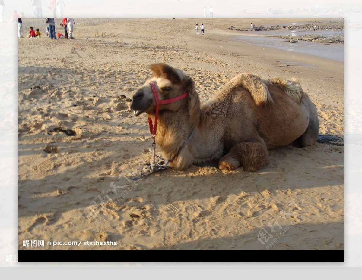 沙漠之舟骆驼图片