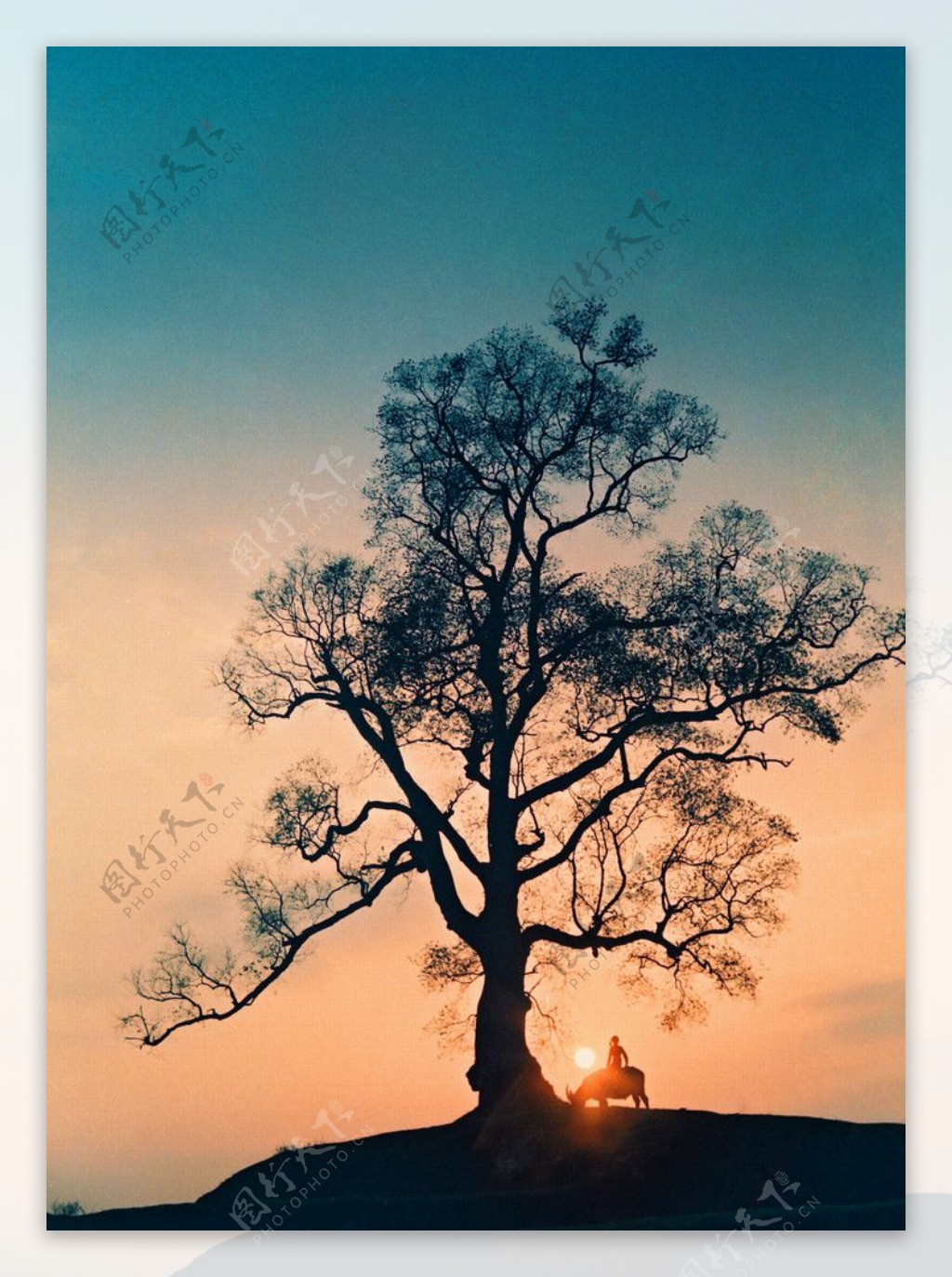 黄昏树影图片