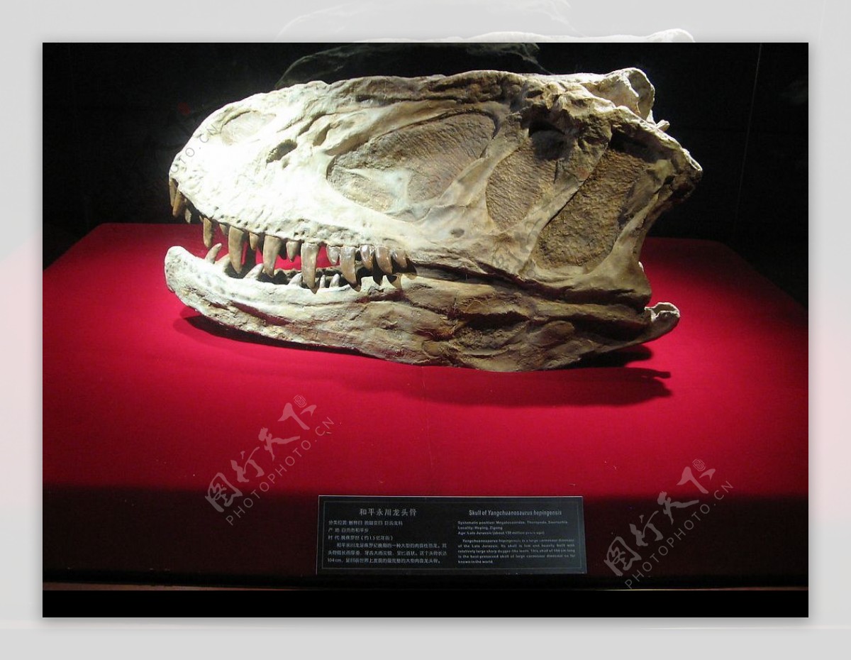 恐龙头骨化石图片