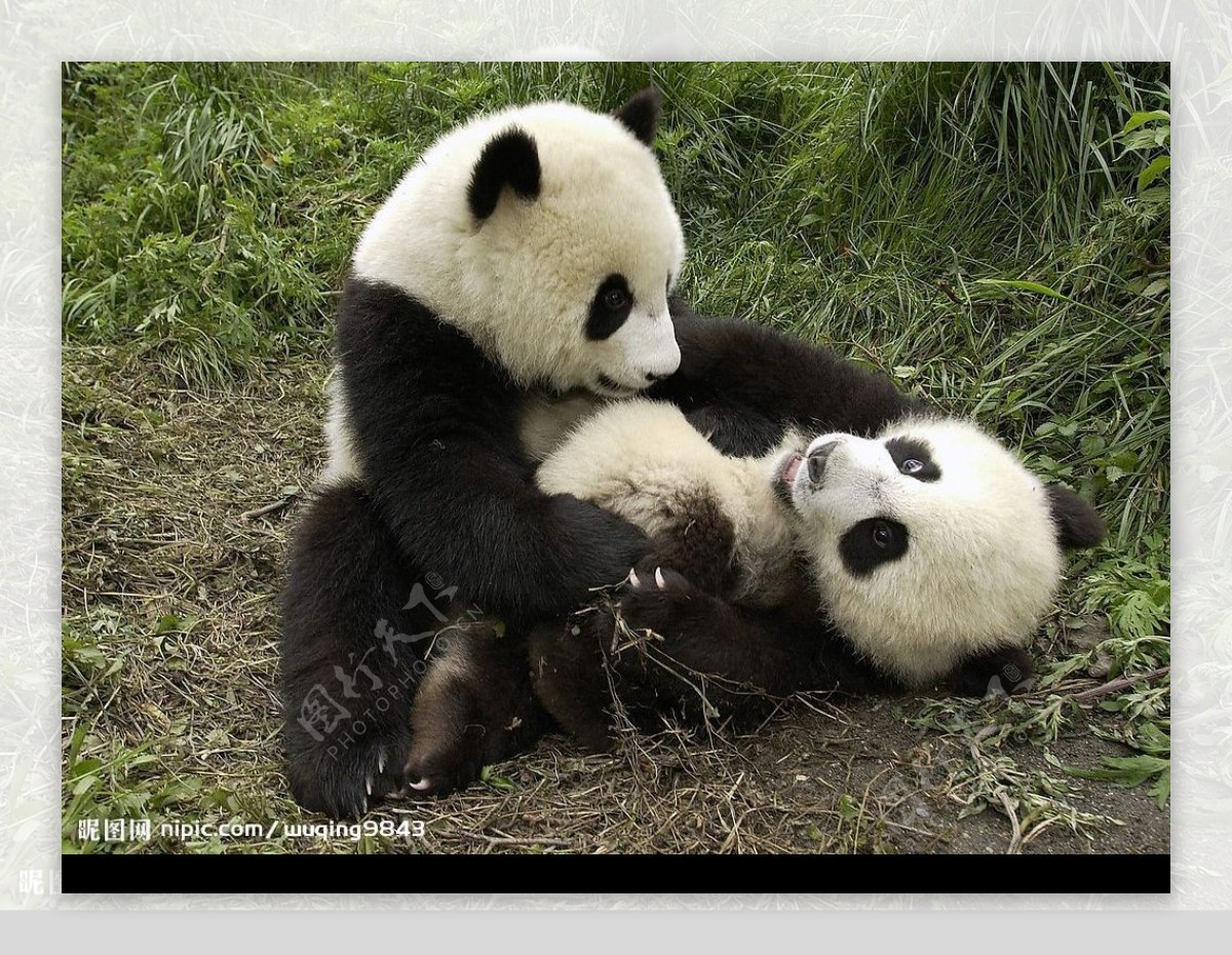 熊猫写真图片