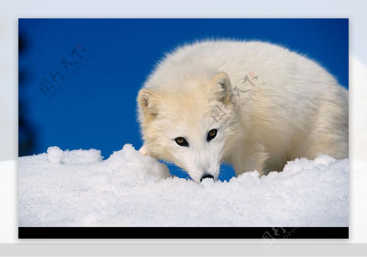 冰天雪地动物世界图片