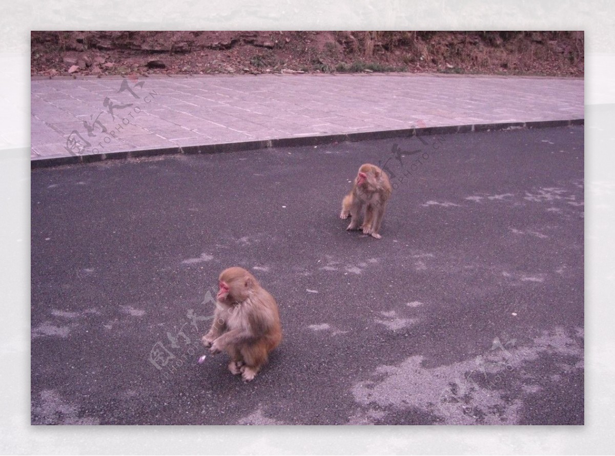 两只野生猴子图片