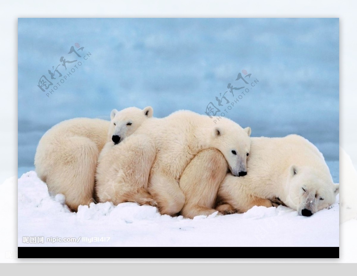 懒懒的北极熊图片
