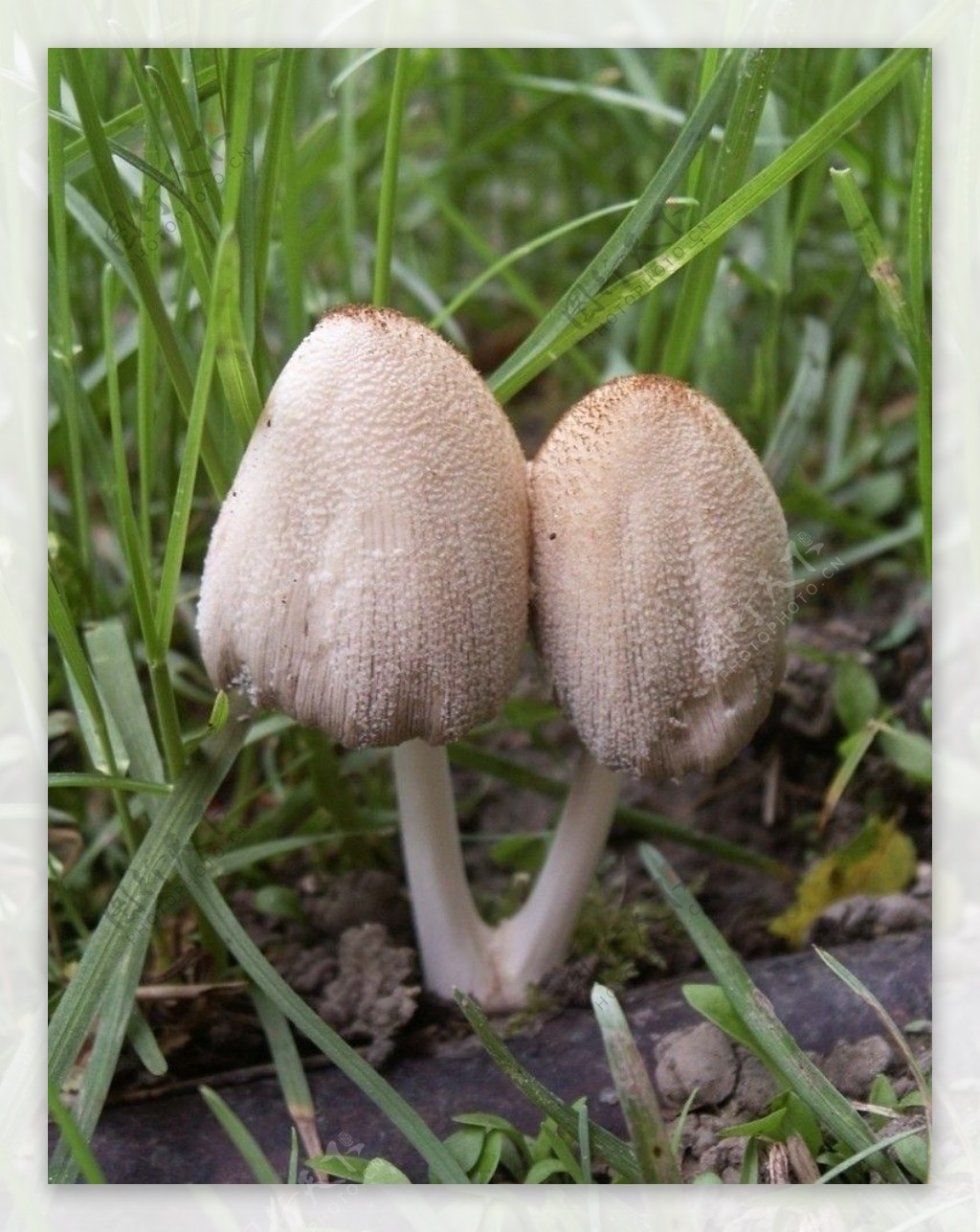 小蘑菇图片
