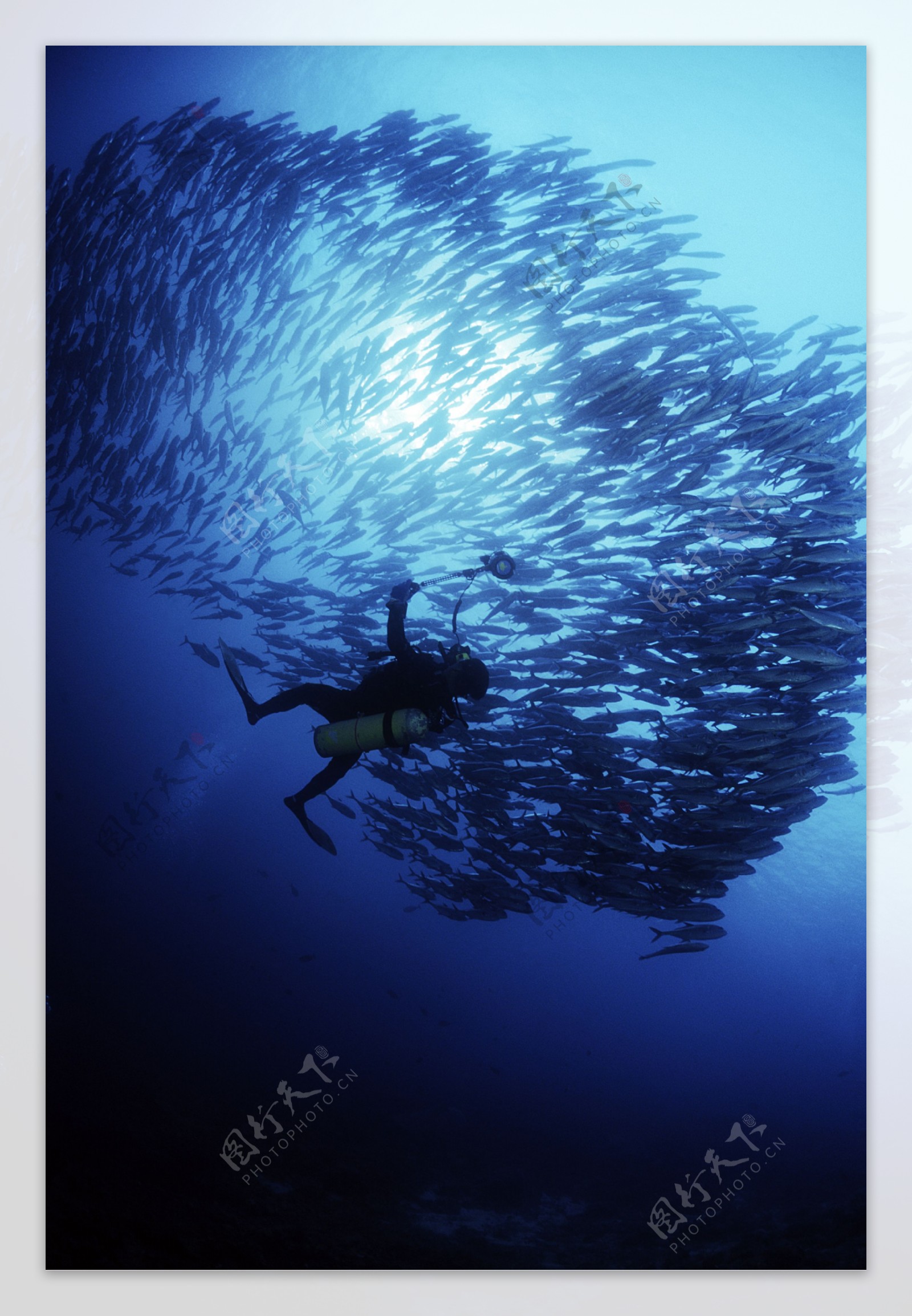 深海鱼群图片