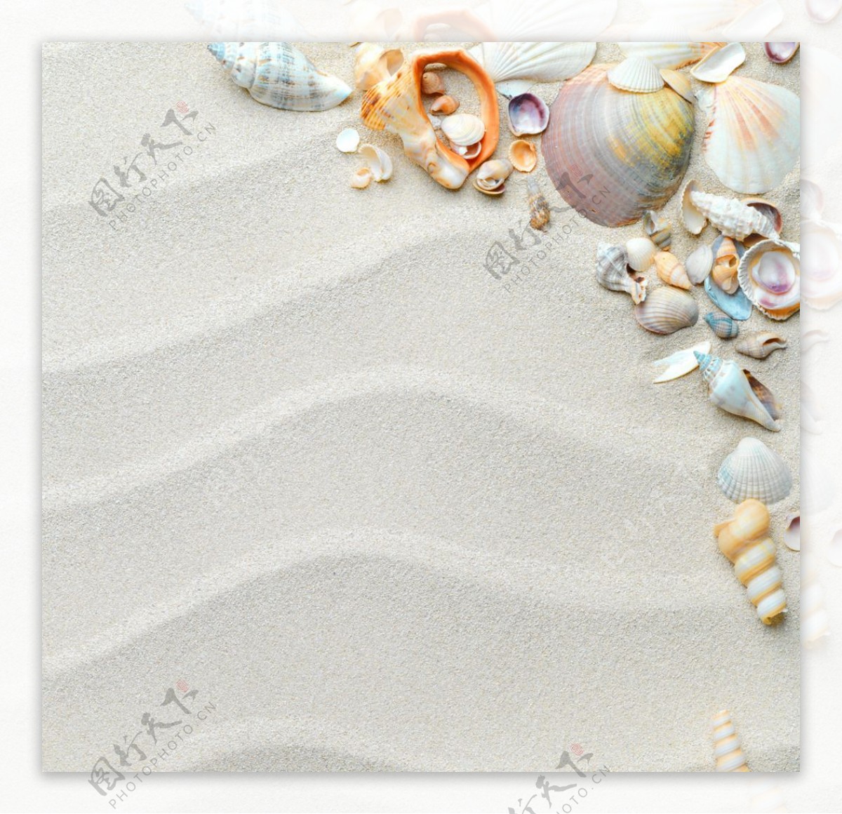 唯美沙滩贝壳图片