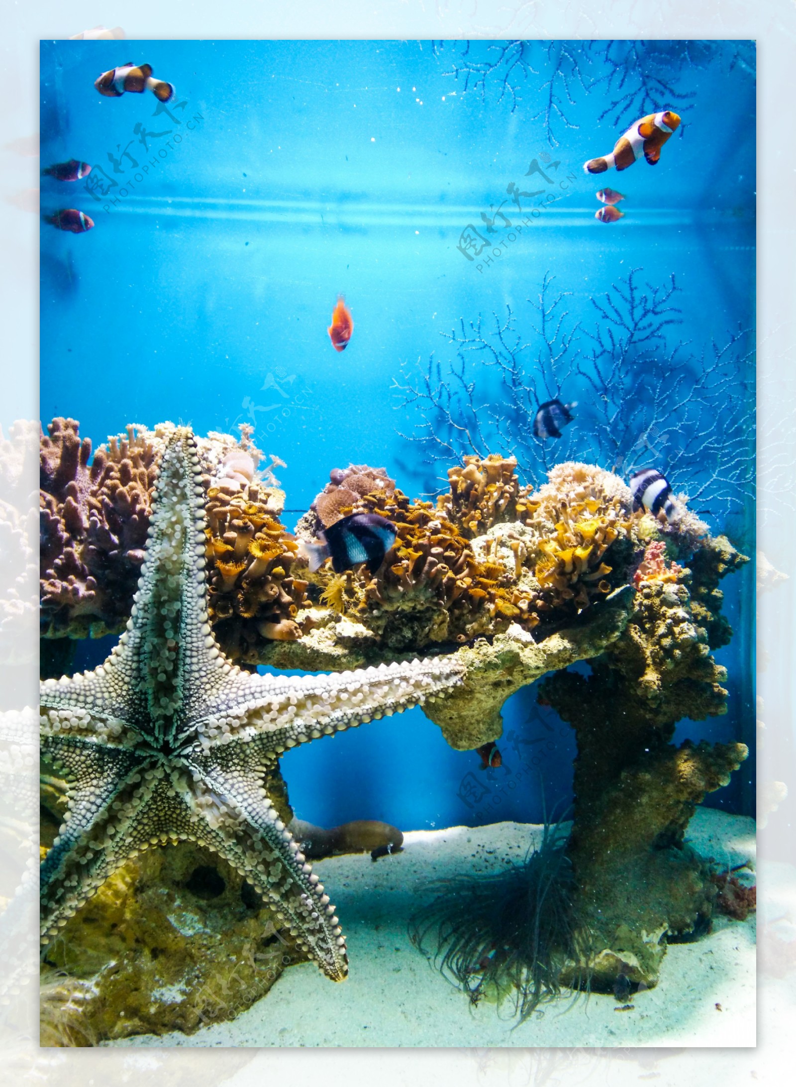 海洋生物图片大全_海洋生物图片及名称_海洋生物图片-生活资讯网