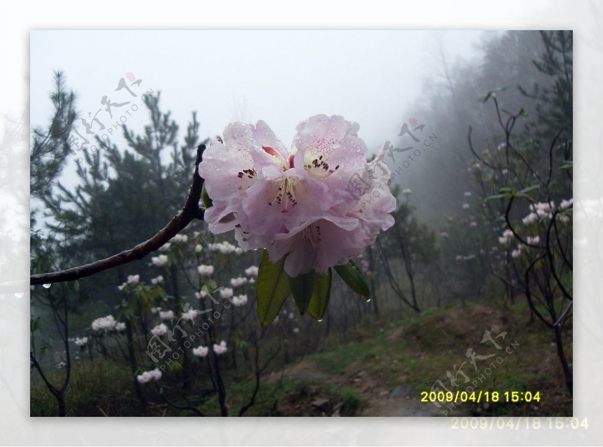 杜鹃花图片