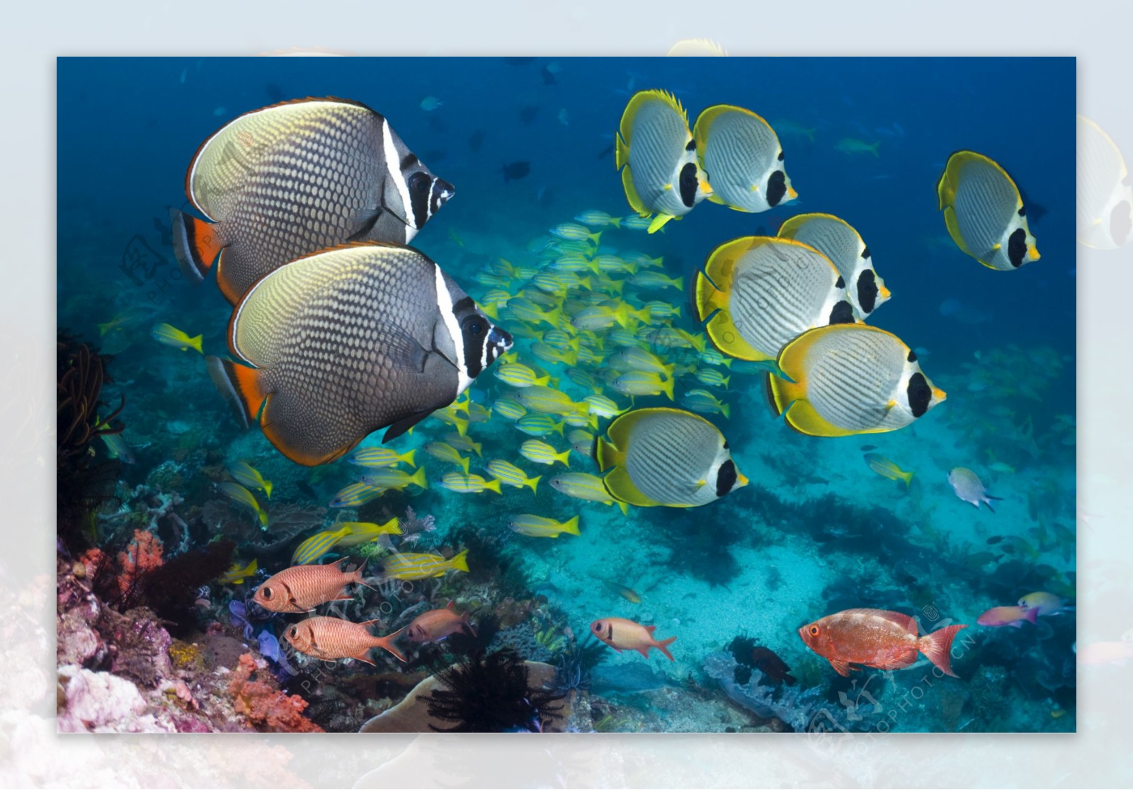 海洋生物海洋热带鱼图片