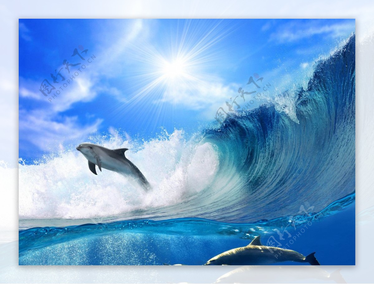 海豚畅泳高清摄影图片