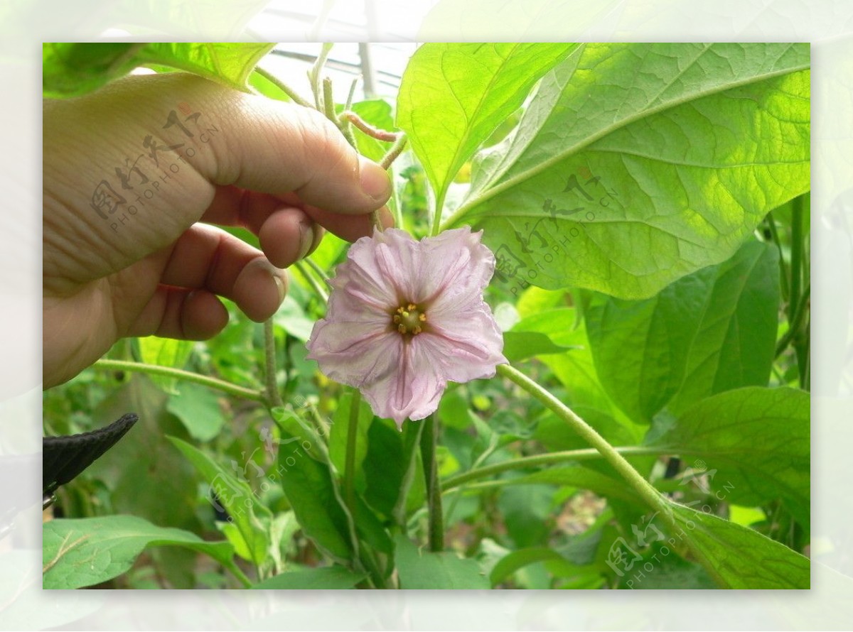 茄子花图片