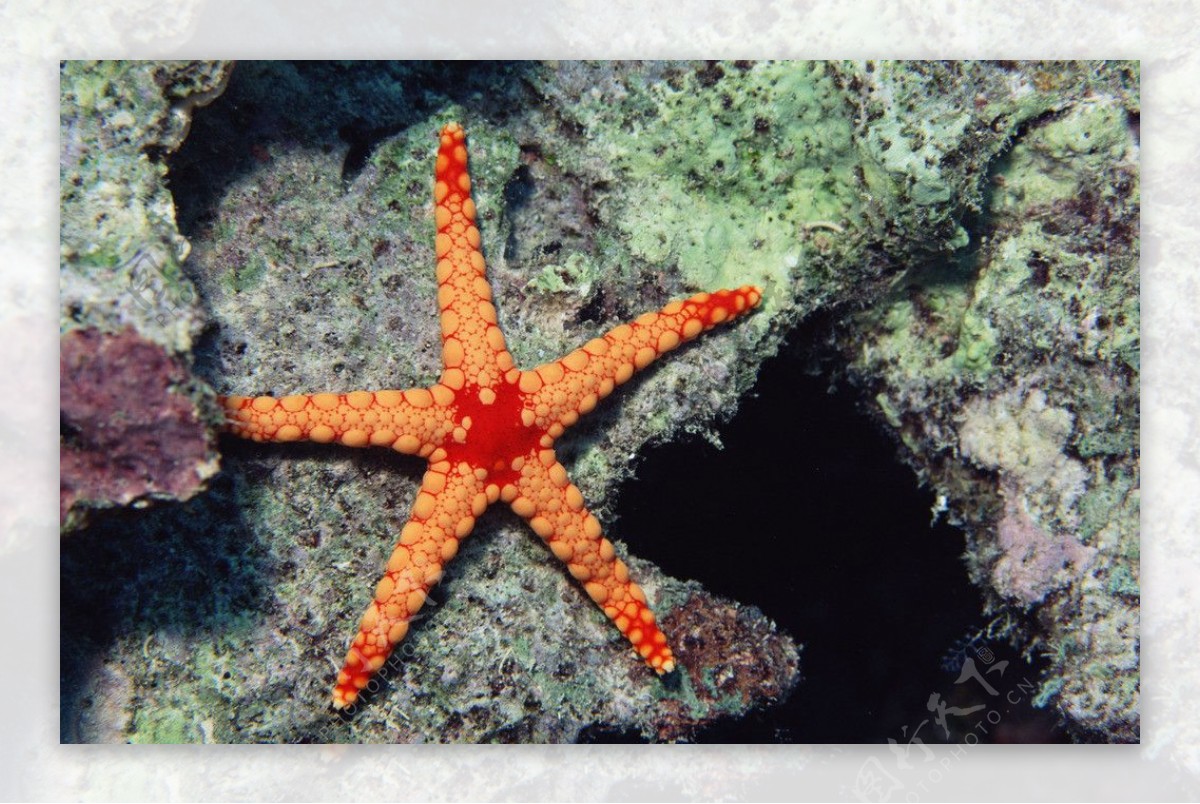 深海海星图片