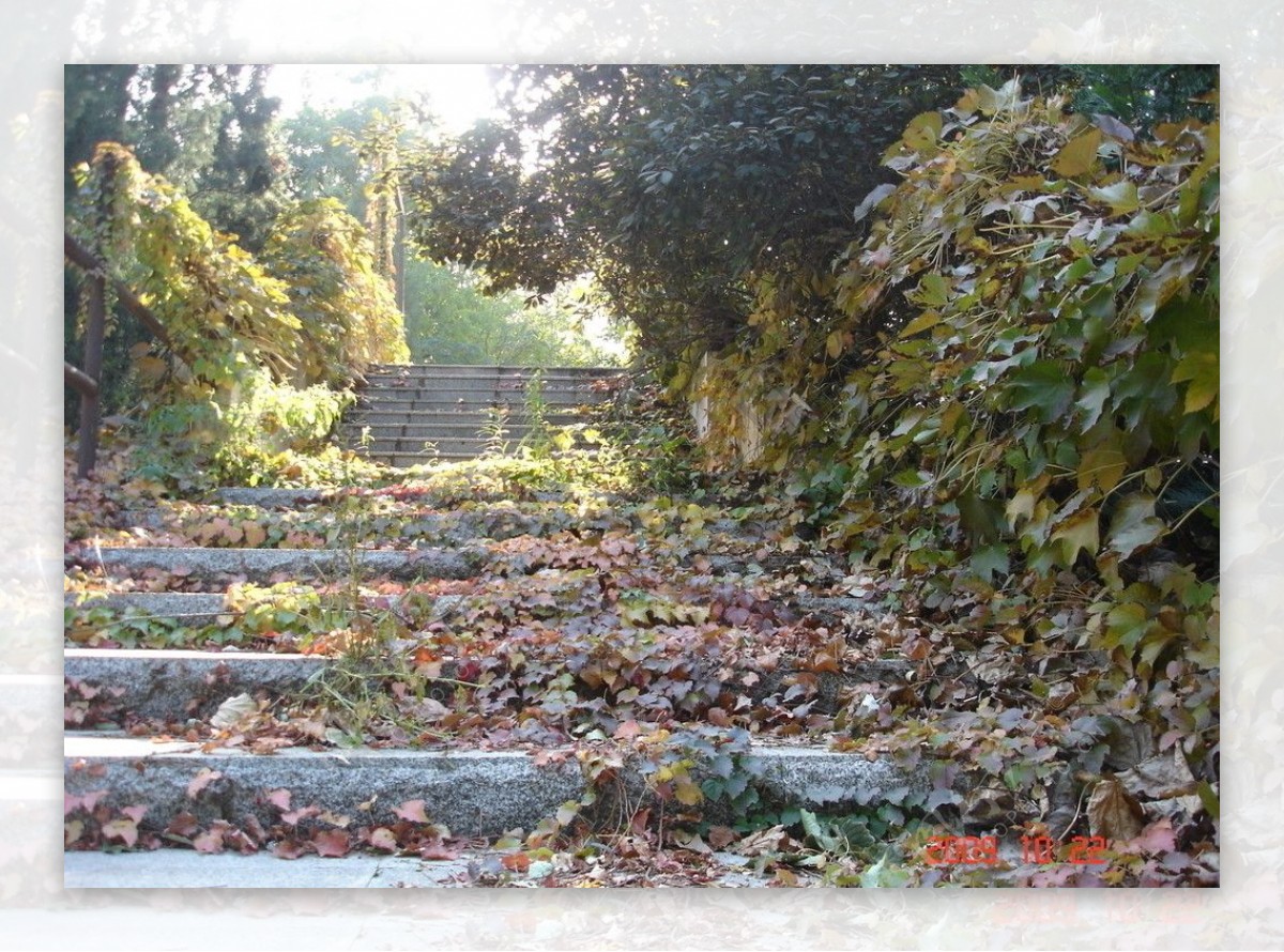 秋天的台阶图片