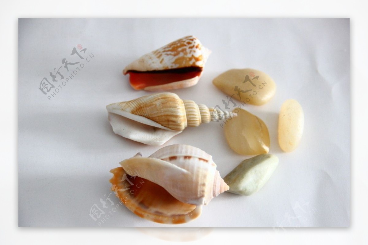 海螺石头图片