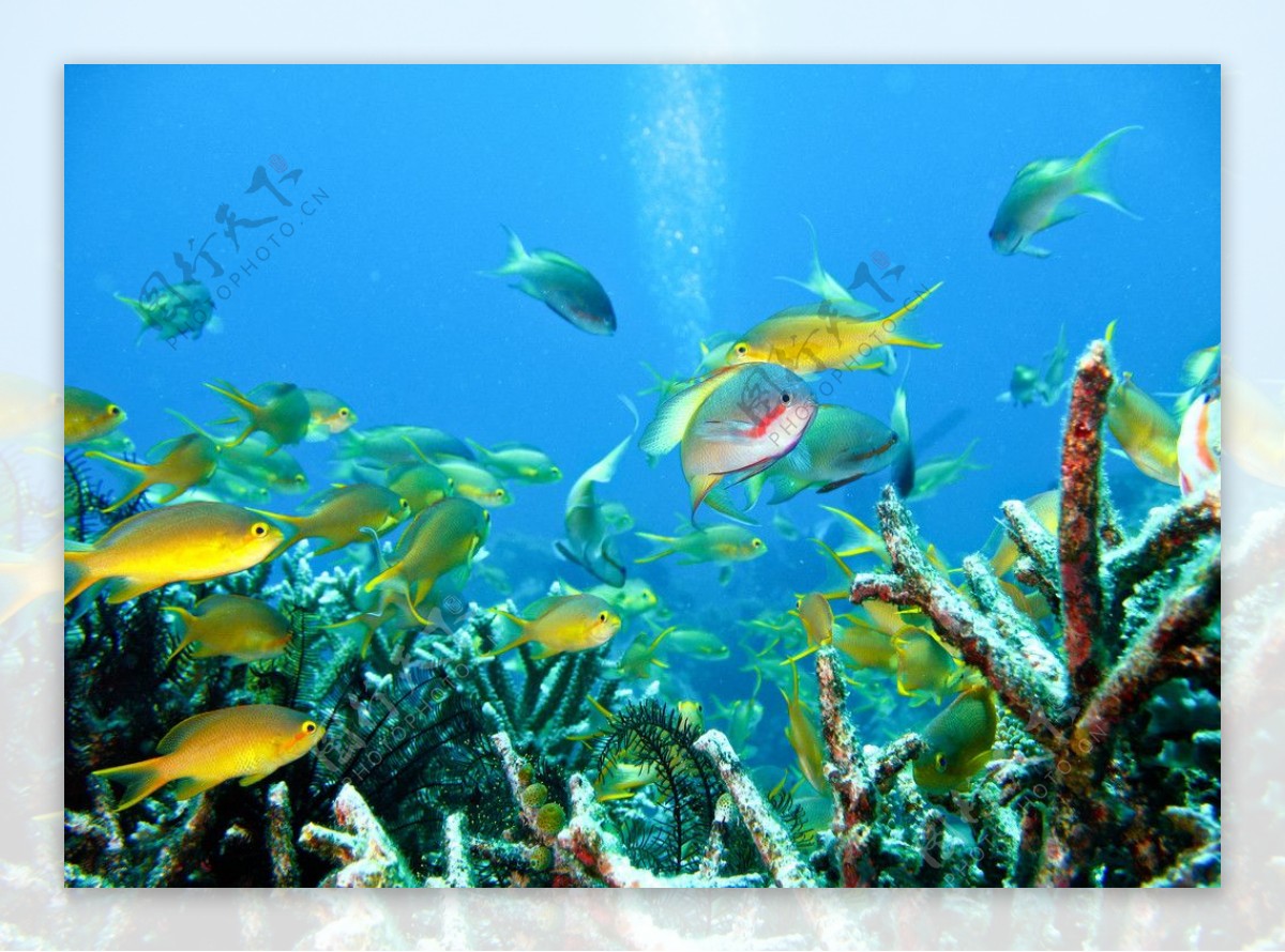 珊瑚中的热带鱼图片
