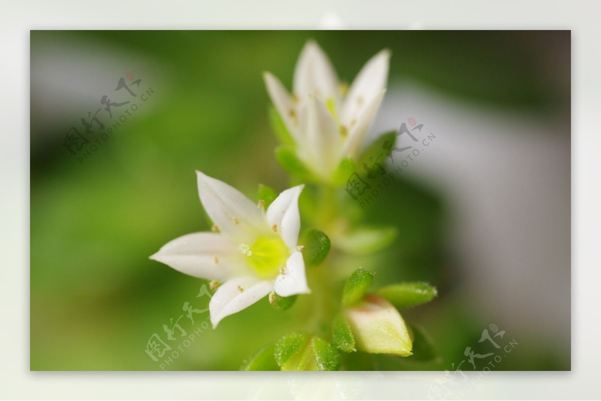 多肉蒂亚白色小花图片