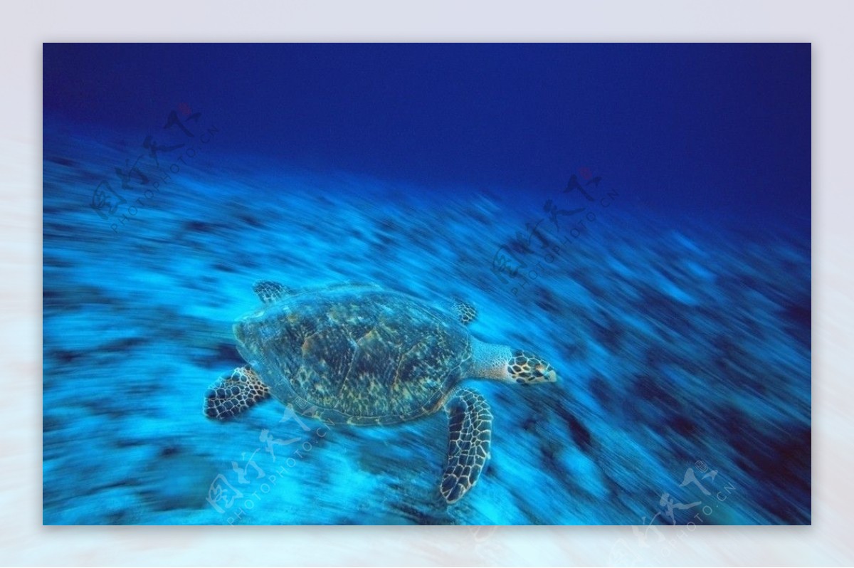 海中游弋的乌龟图片